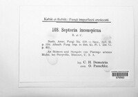 Septoria inconspicua image